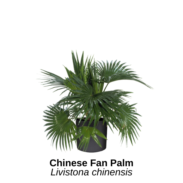 https://0201.nccdn.net/1_2/000/000/18b/74b/chinese-fan-palm.png