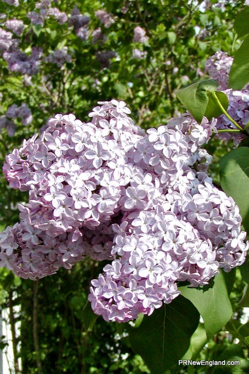 Lilac close up