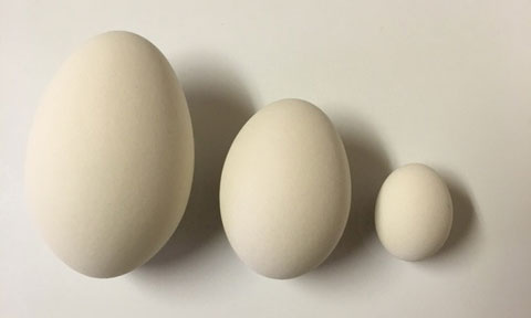 Different Sizes of Eggs