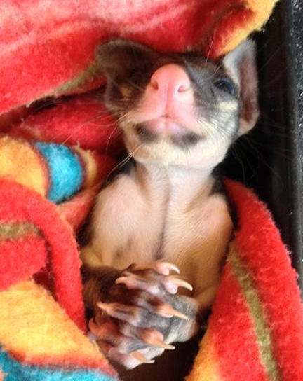 Beautiful little boy almost praying to have his life saved