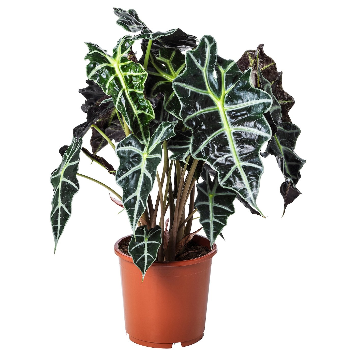 Planta Alocasia Polly em vaso marrom, com folhas verdes escuras e nervuras brancas.