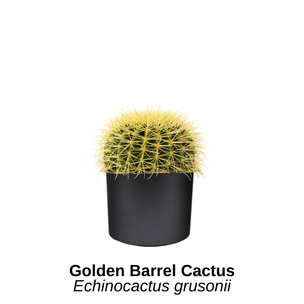 https://0201.nccdn.net/1_2/000/000/18c/f46/golden-barrel-cactus.png