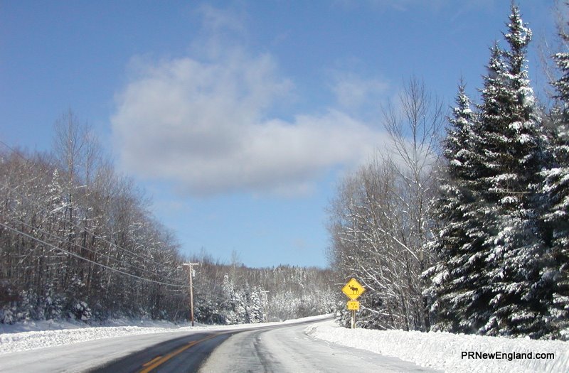 Moose Crossing in Winter