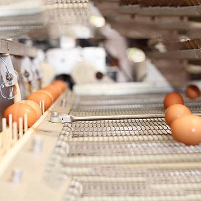 Farm-Fresh Eggs 2 Farm-Fresh Eggs 2