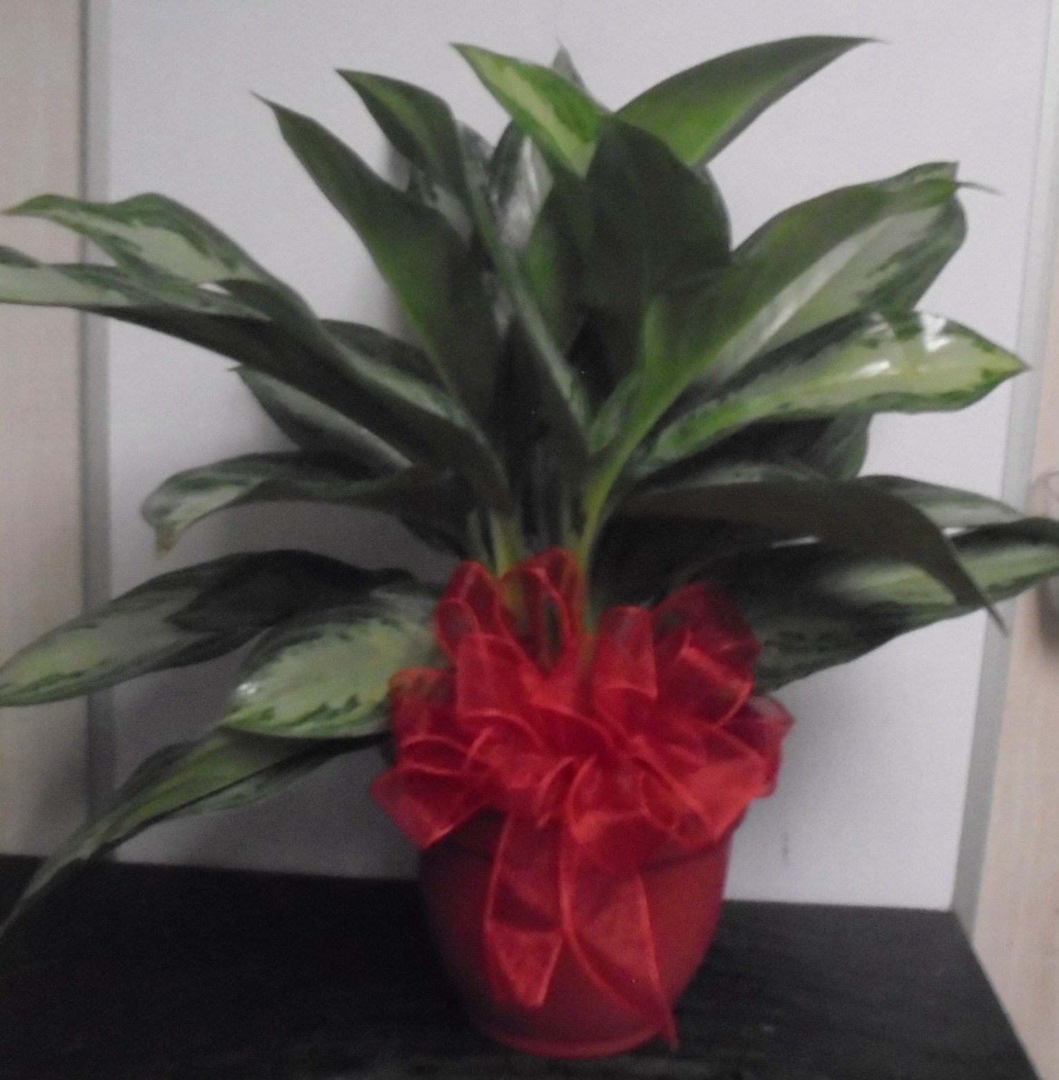 (18)  Chinese Evergreen Plant
$50.00