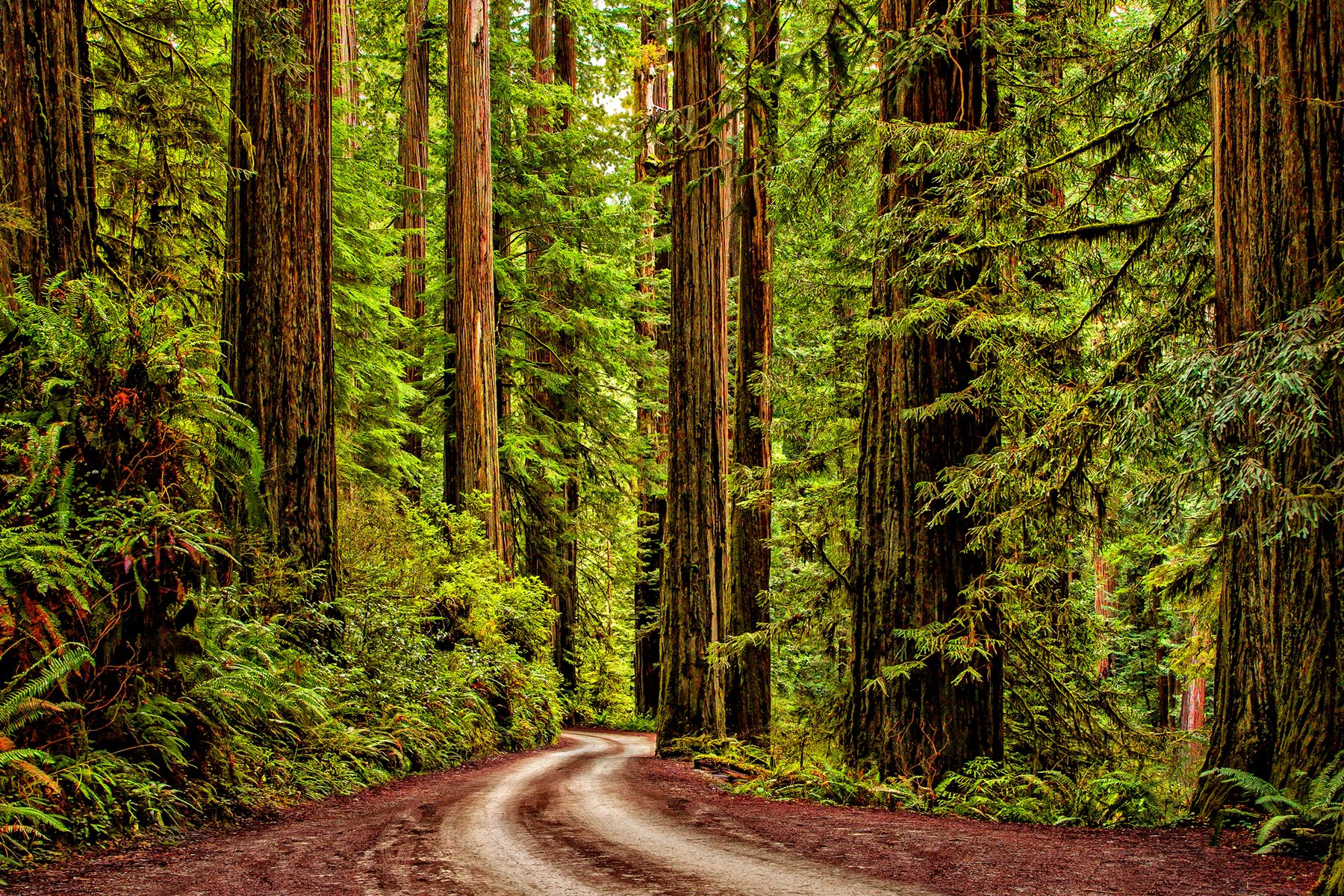 REDWOOD ROAD - This unbelievable drive winds for several miles across the forest floor of Jedediah Smith Redwood State Park in northern California. If you need a reason to travel to California, this is it.
