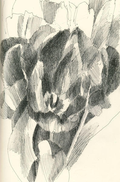 Mono Tulip #2 (pen and black ink) - available as a print