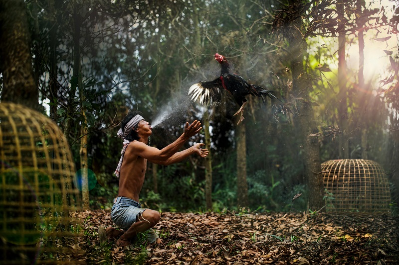 Man Interacting with Thailand Bird