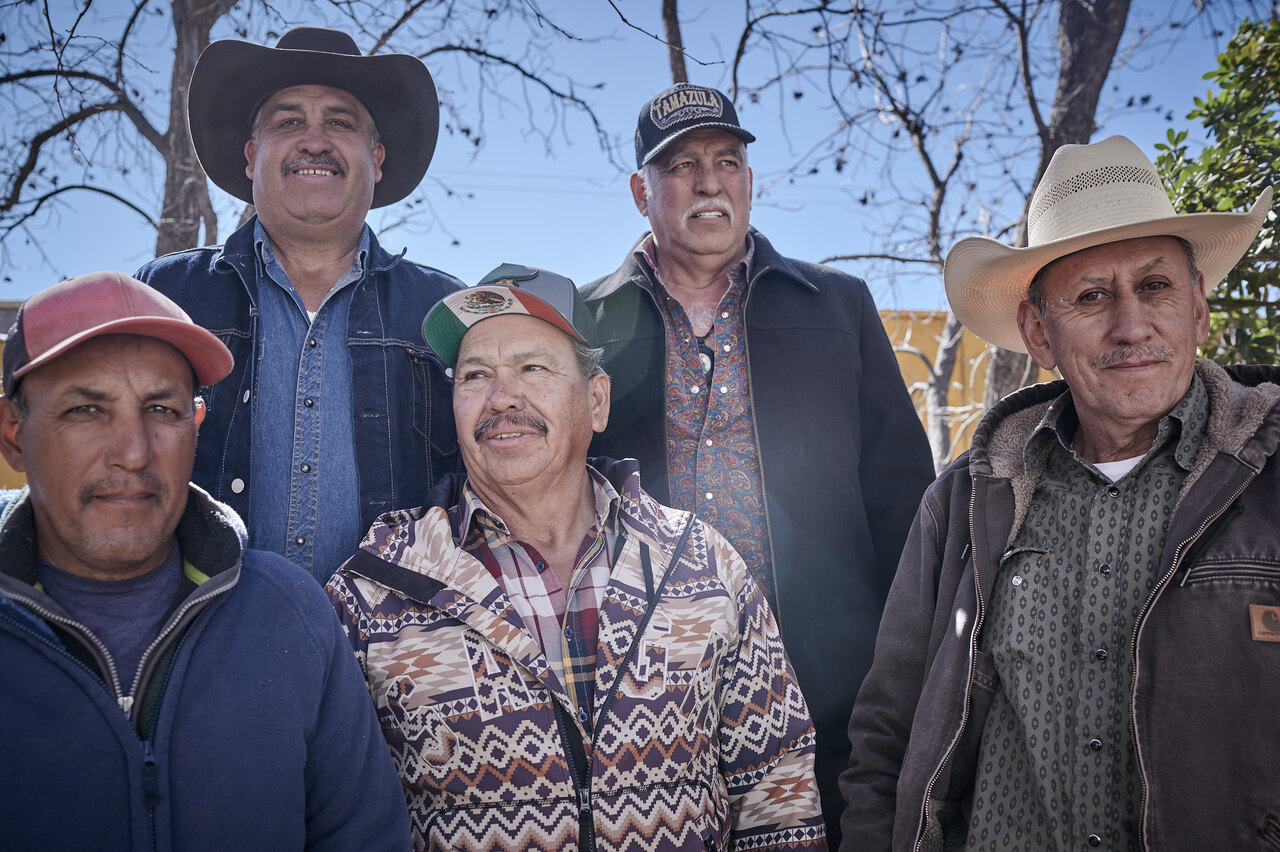 Vaca marrón con orejas grandes y etiqueta amarilla en campo verde al atardecer.