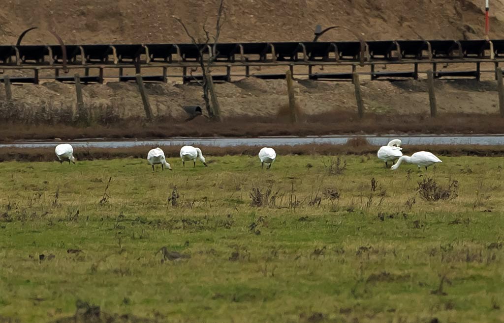 Bewick's feeding.