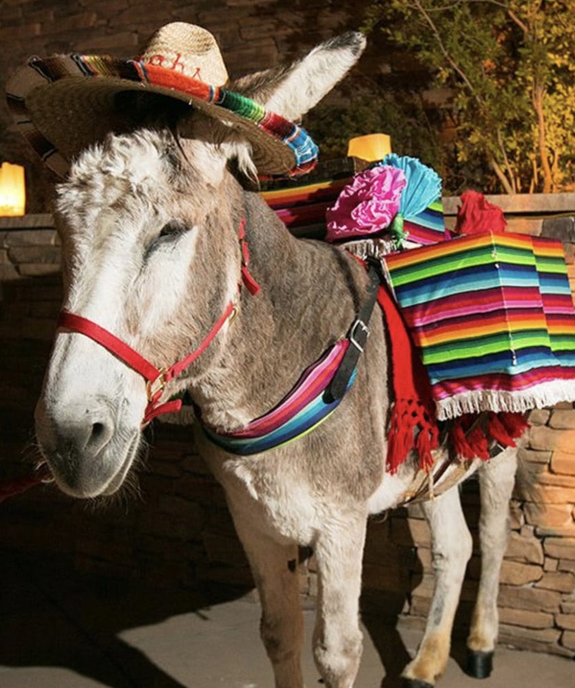 Tequila Donkey for Weddings & Celebrations