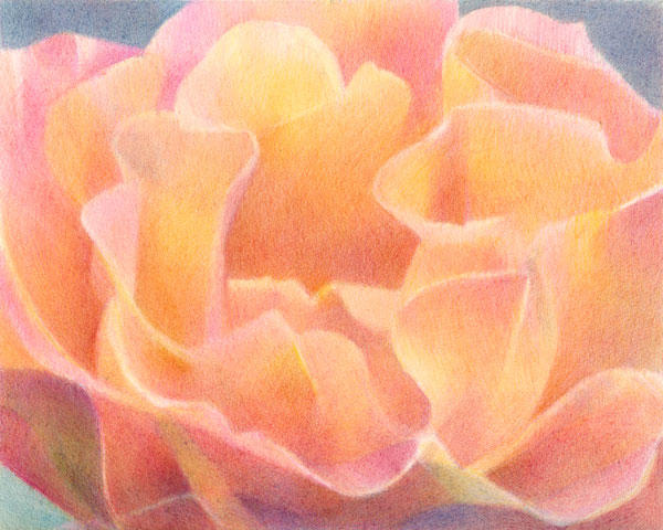 Rosa #2 8" x 10", coloured pencils on Arches HP