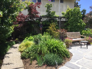 Frederick St. Garden 4
