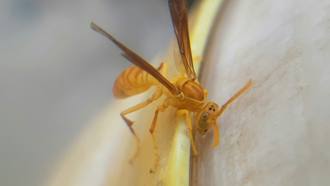A close up of a spider on a banana A close up of a spider on a banana
