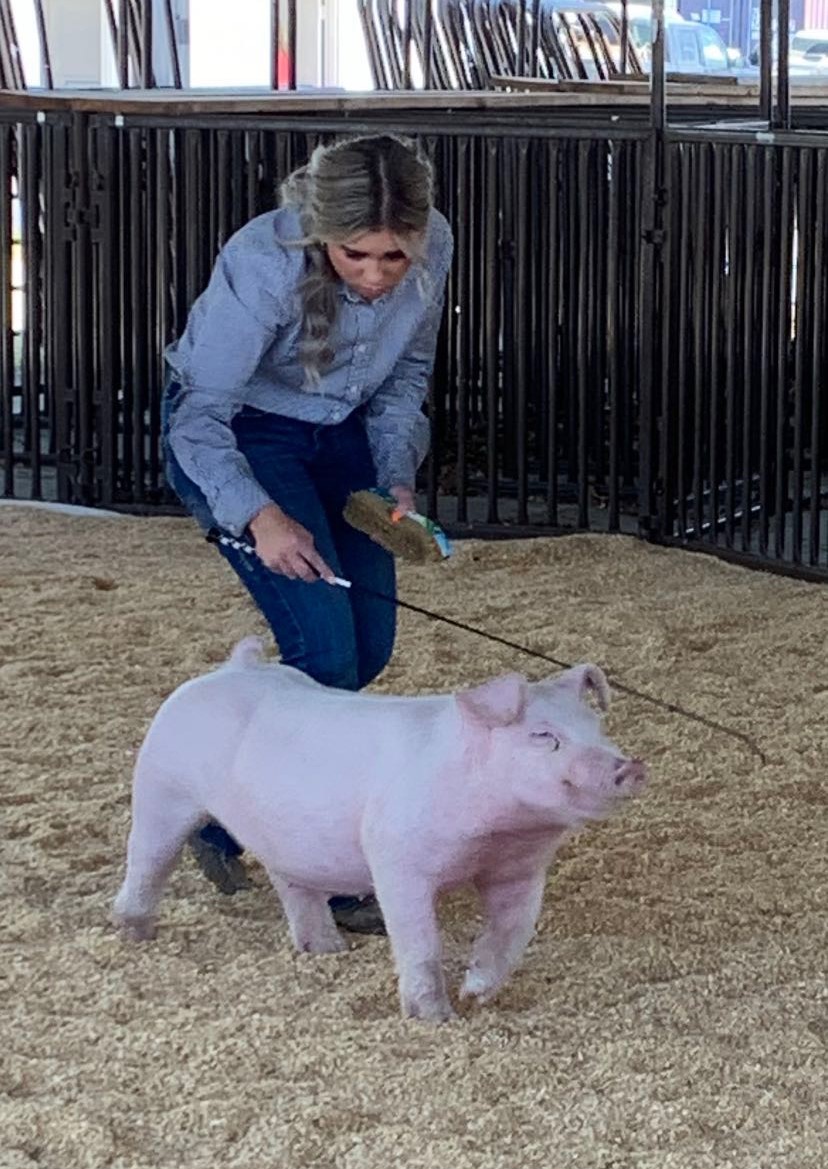 Lena Stricklin
2023 Gasconade County 
Spectacular Classic
Grand Champion Chester Breed
2023 SCMO Show Circuit
Overall Breeding Gilt Reserve Breed Champion