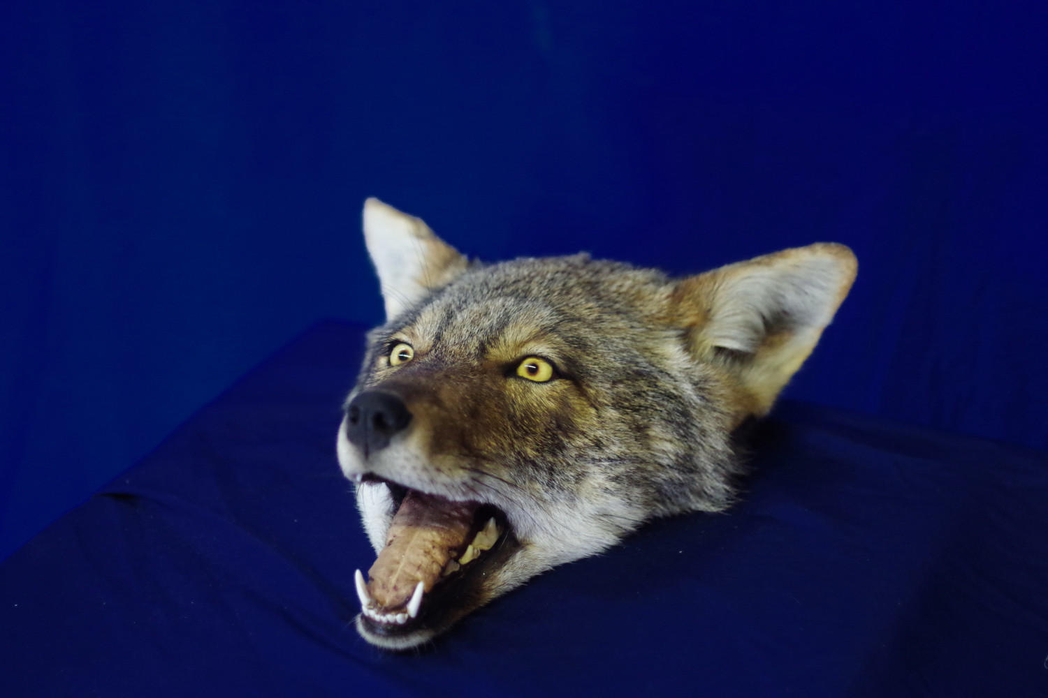 Coyote-head only $149