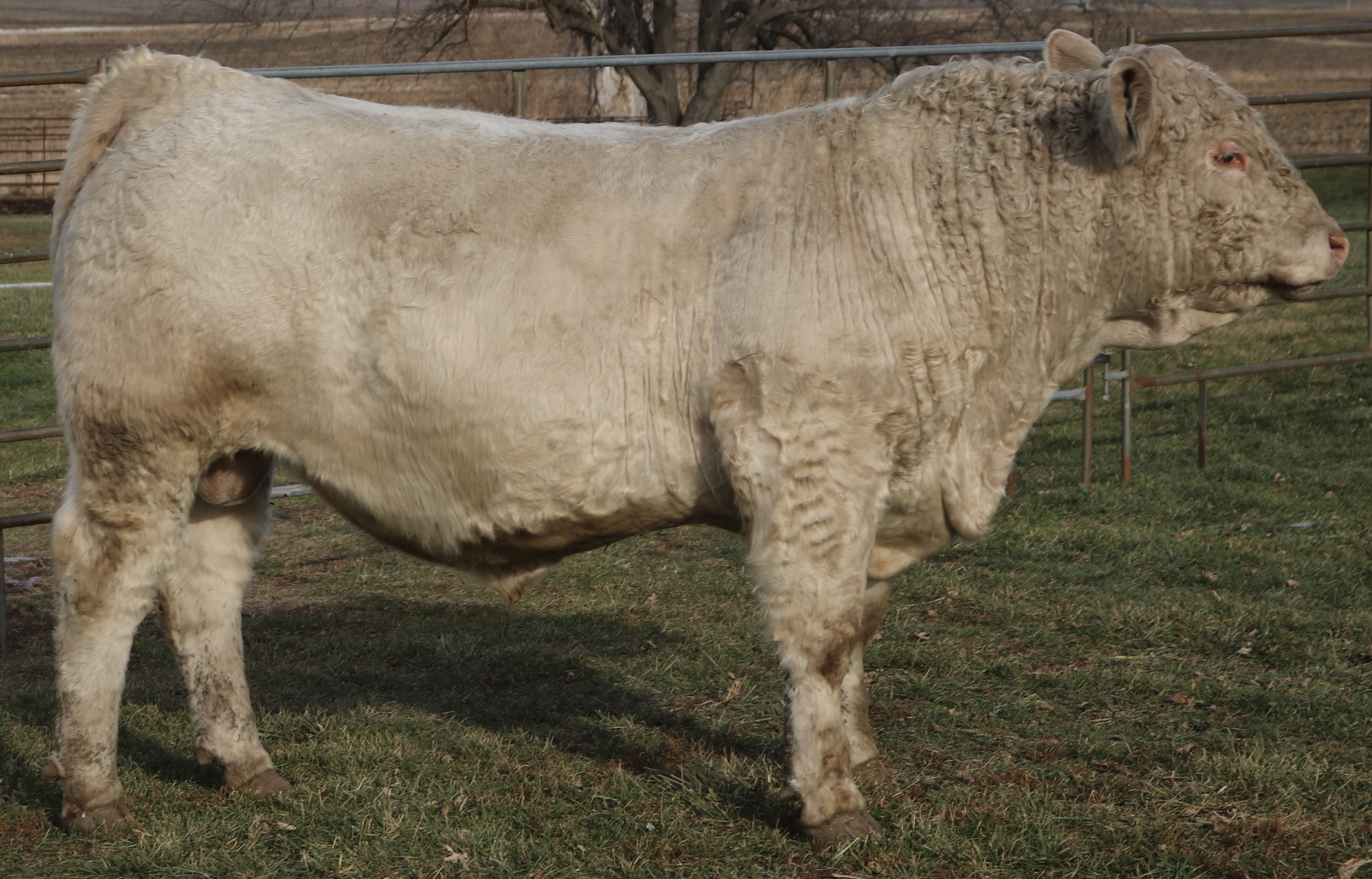 PB Char: WIA Backwater Jack 060 P x WCCC Dominions MS 1029 - DOB: 11/19/24 - BW: 79#