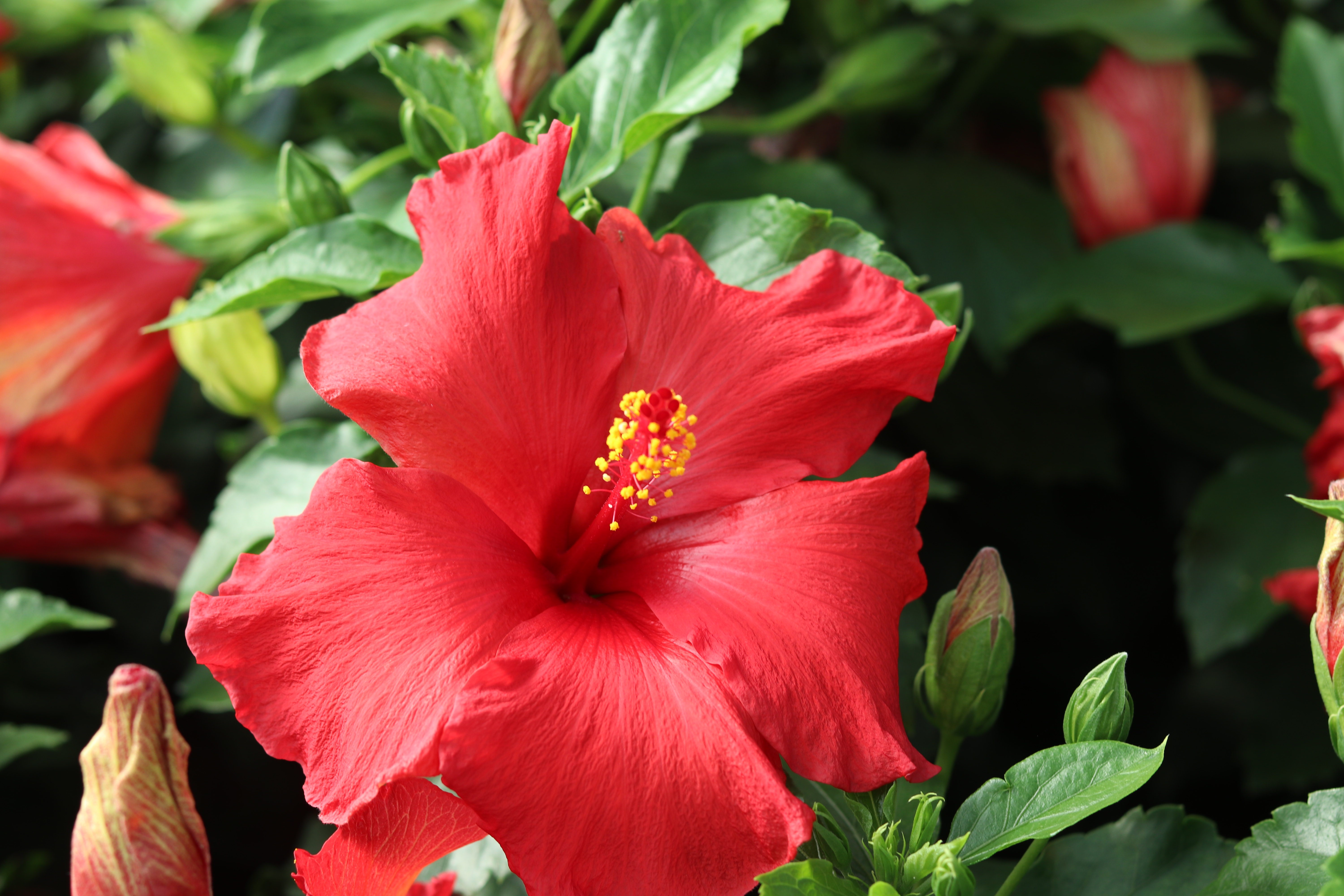 Hibiscus Red