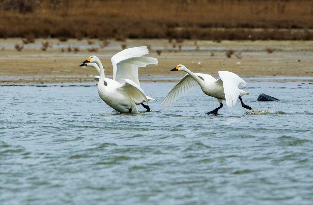 Bewick's Swans taking off