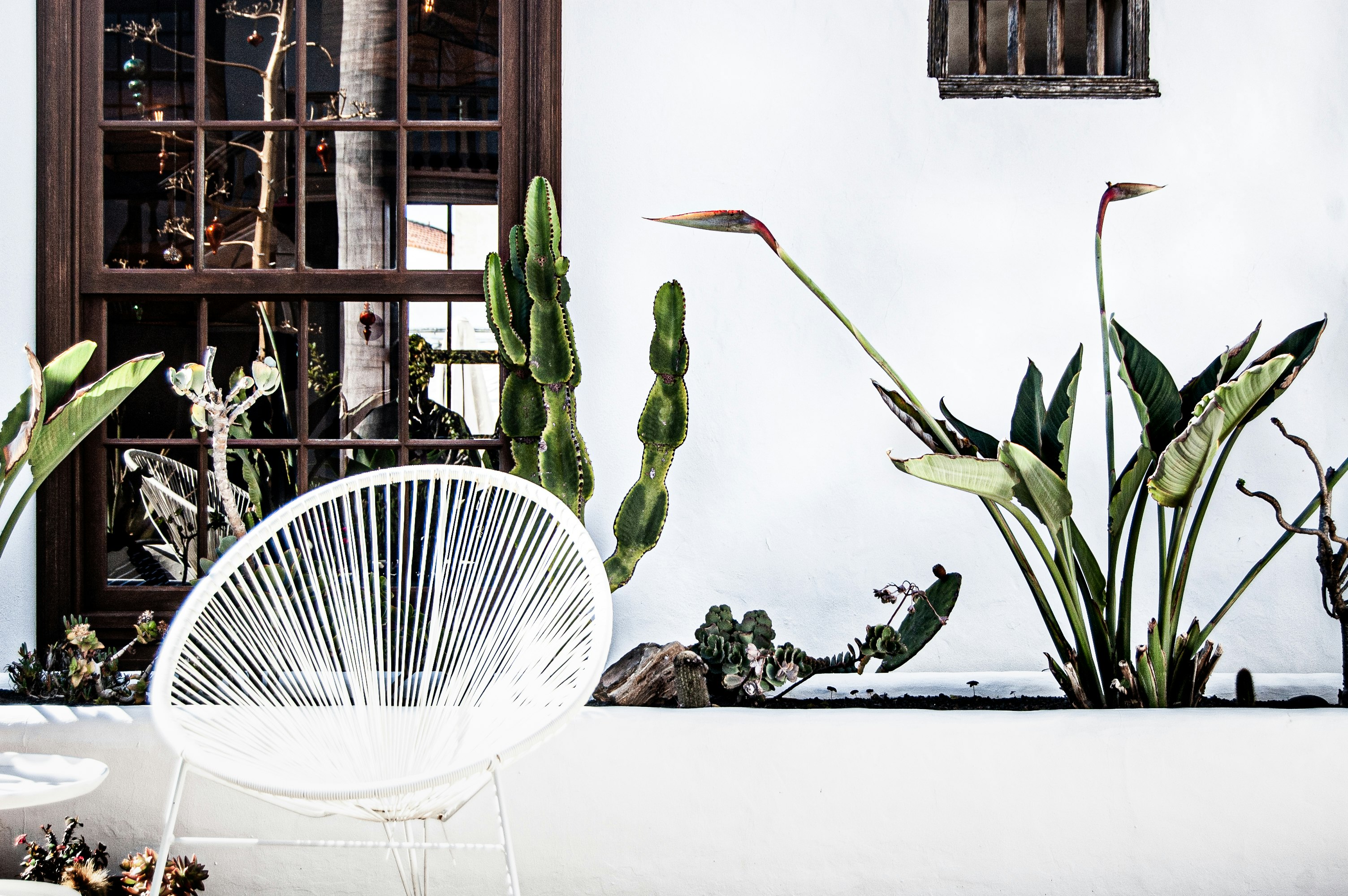 planta blanca y verde en jarrón de cerámica blanca