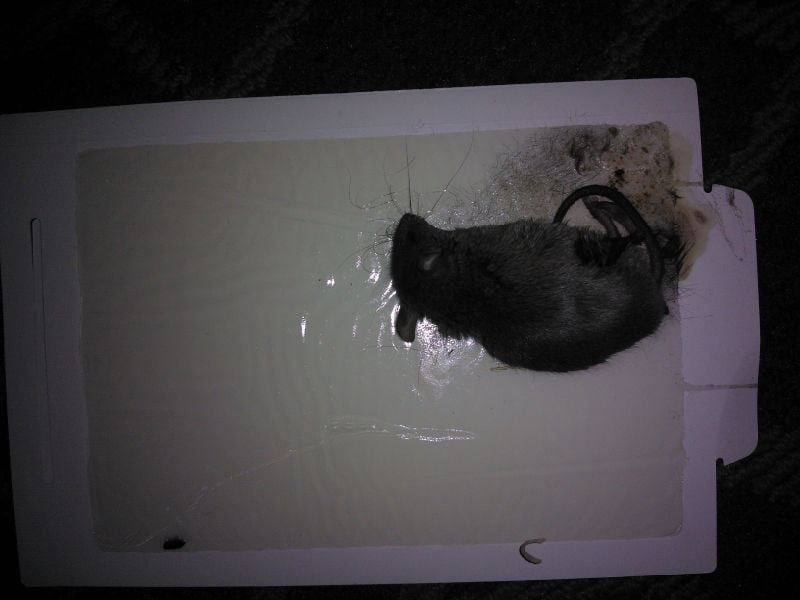 Biocontrol-trampas de goma para el control de roedores.