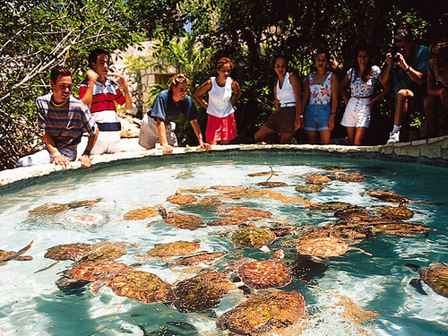 VISITA LA GRANDE DE TORTUGAS