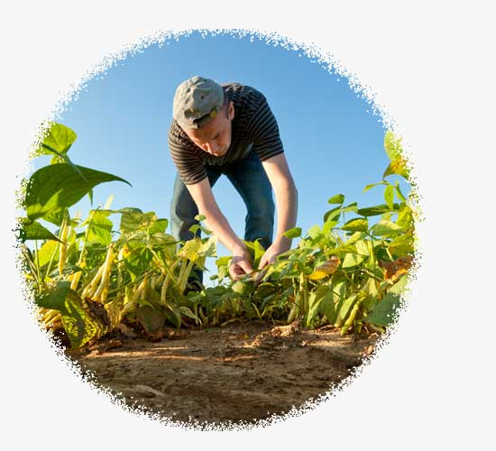 Agroproductores Luse S.A. de C.V. - agroquímicos