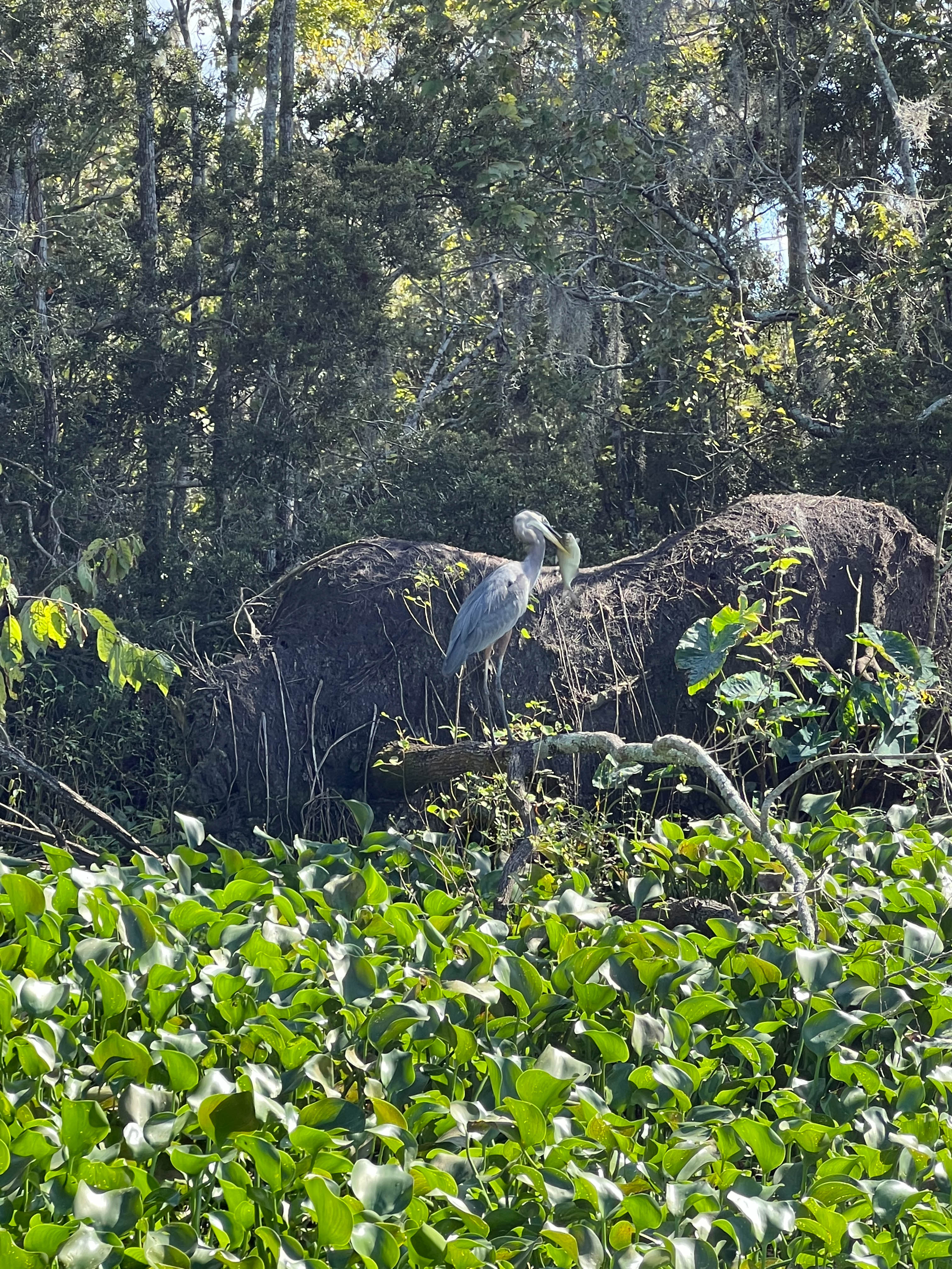 https://0201.nccdn.net/1_2/000/000/193/9c0/new-orleans-order-114.jpg
