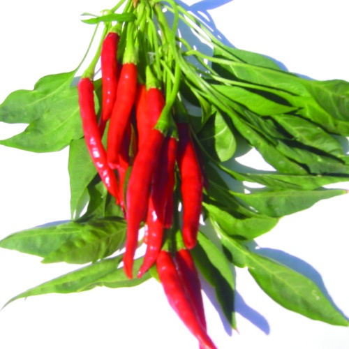 Pepper Thai Hot Culinary Pepper Thai Hot Culinary
