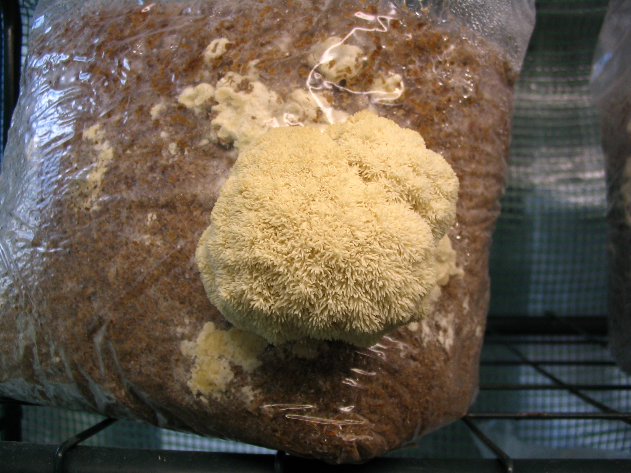 Hericium cloned from the woods
