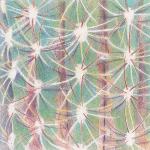 Cacti Networking (8x8" coloured pencil on Arches HP)
exhibited at Mission Trails Art Gallery, San Diego, California