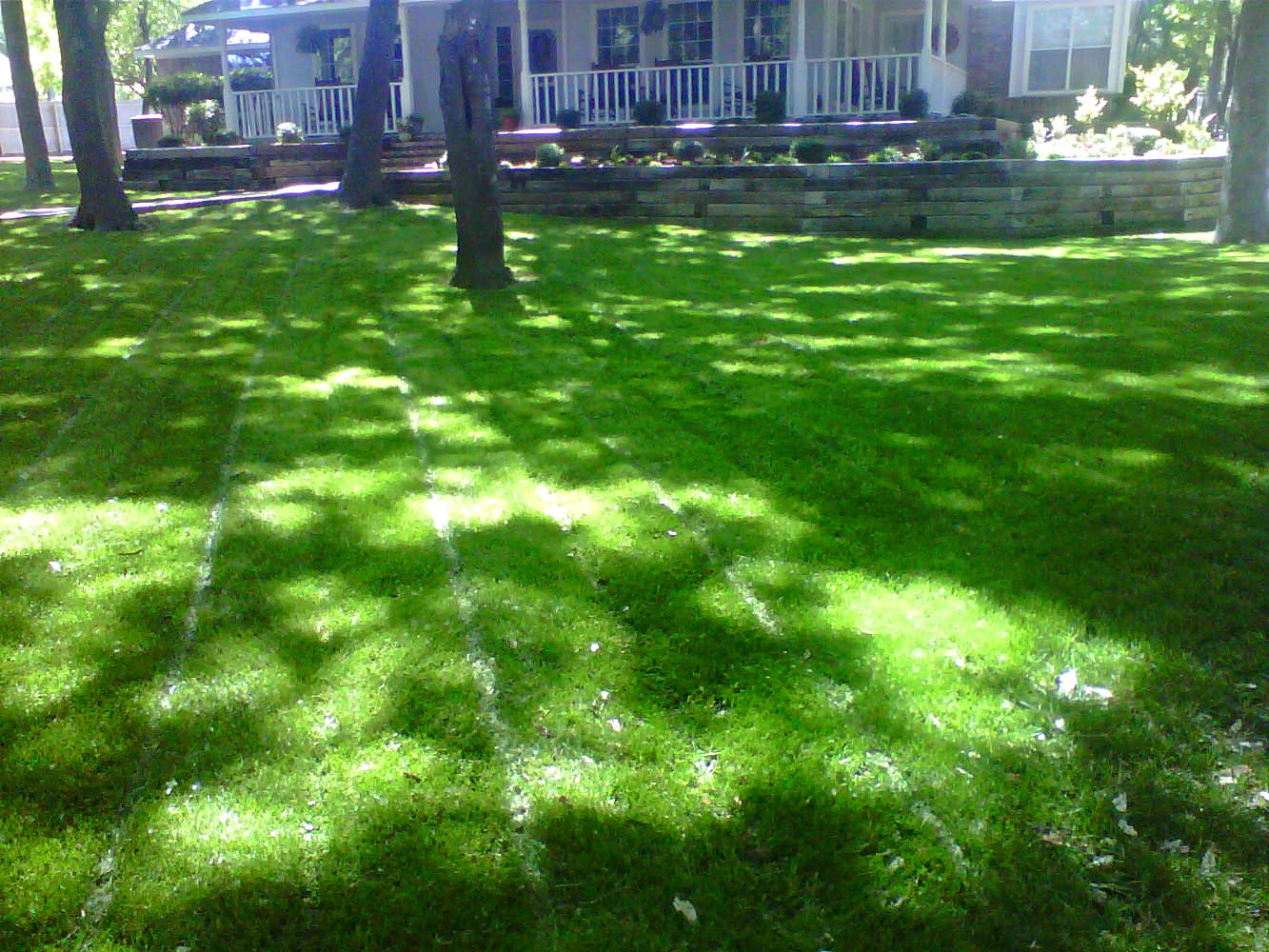 Lawn with winter grass