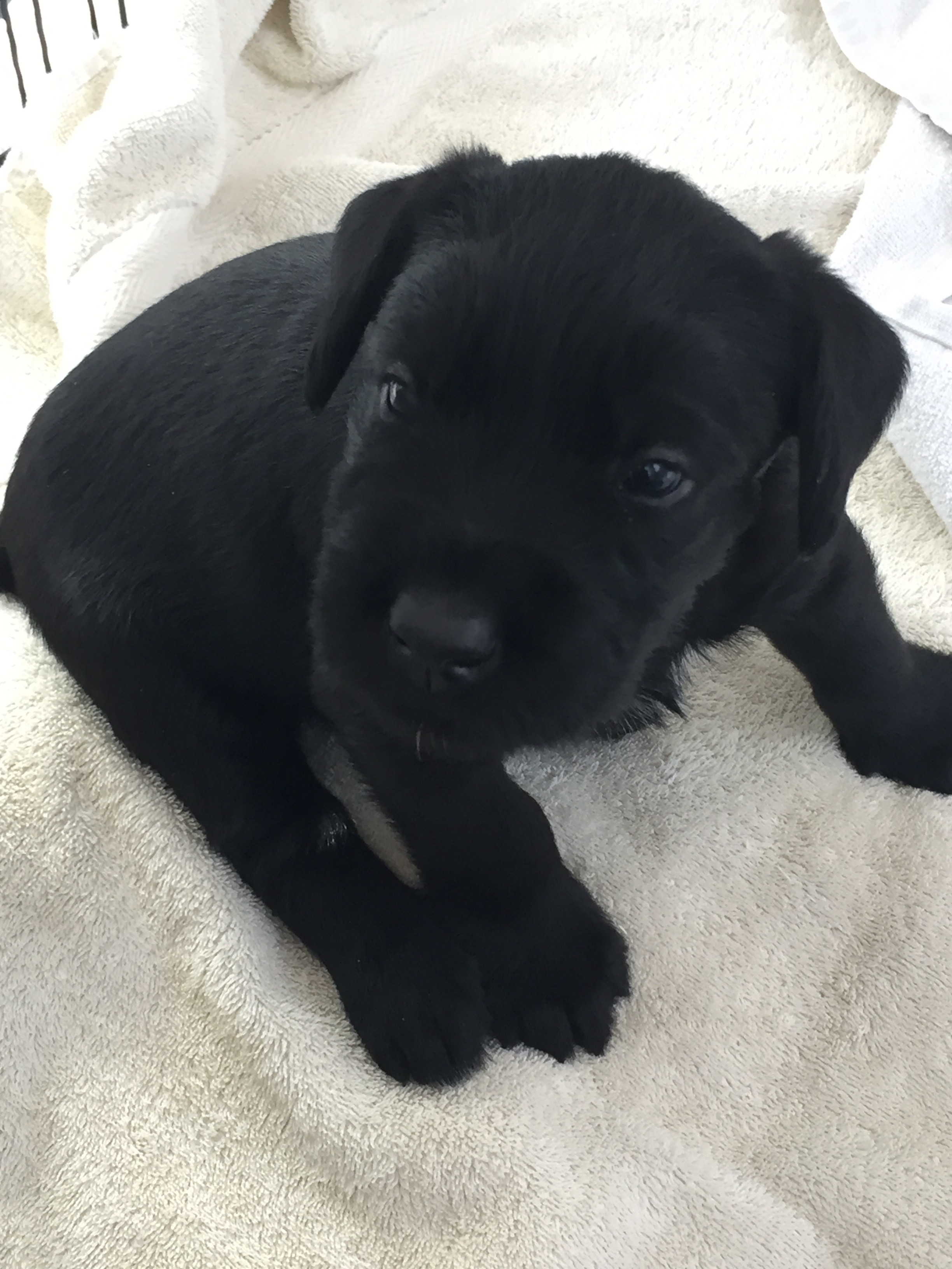 https://0201.nccdn.net/1_2/000/000/195/1d1/Puppy-4.jpg