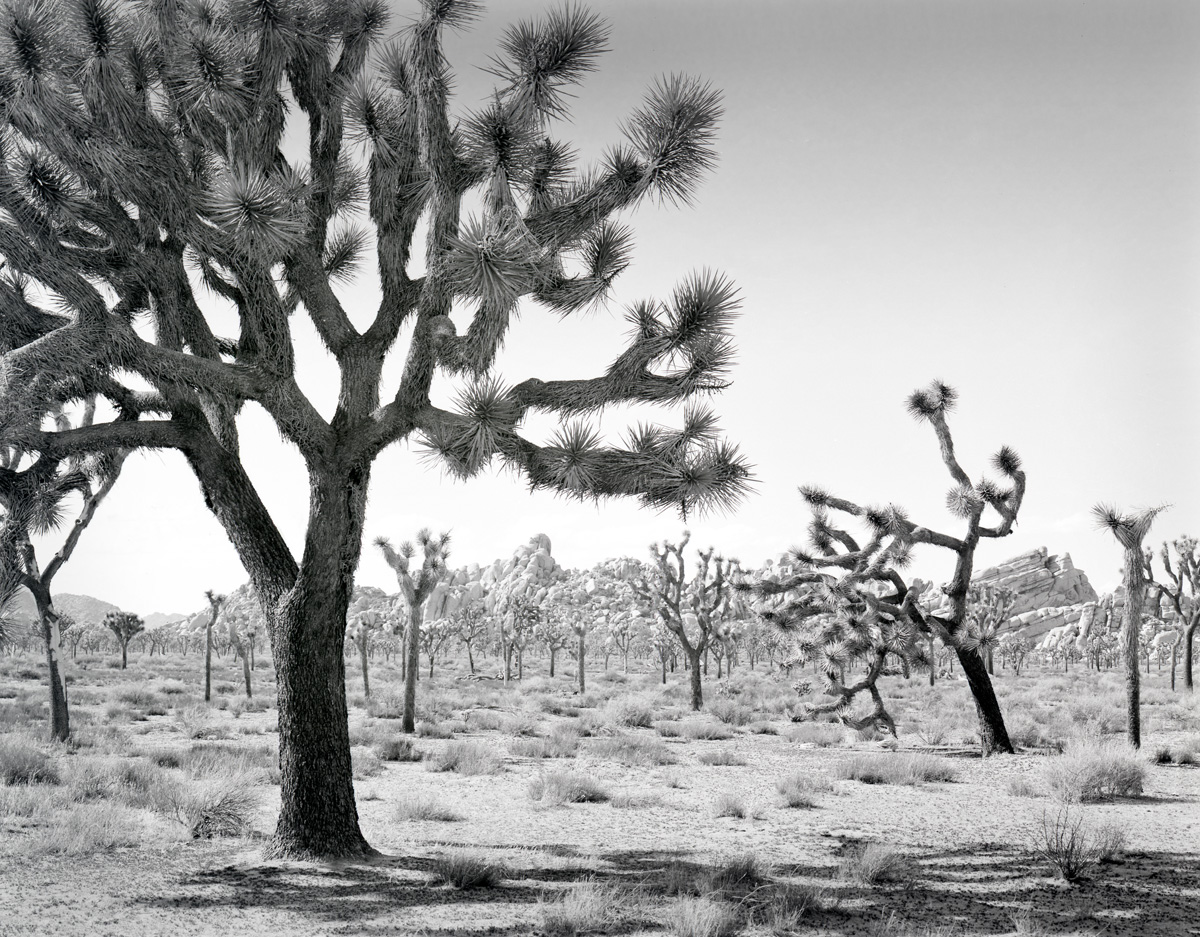 Joshua Trees