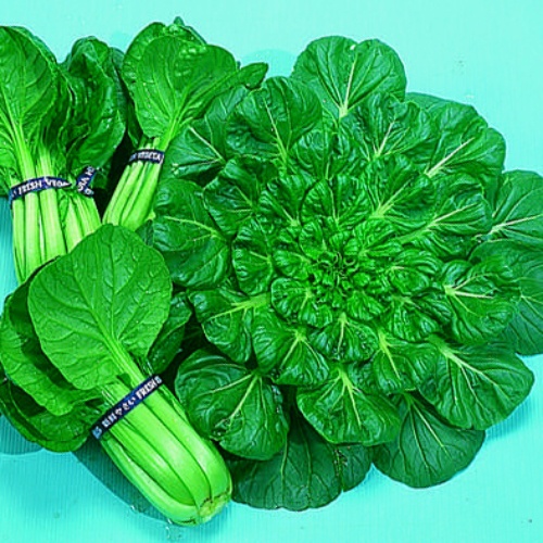 Tatsoi Oriental Green Tatsoi Oriental Green