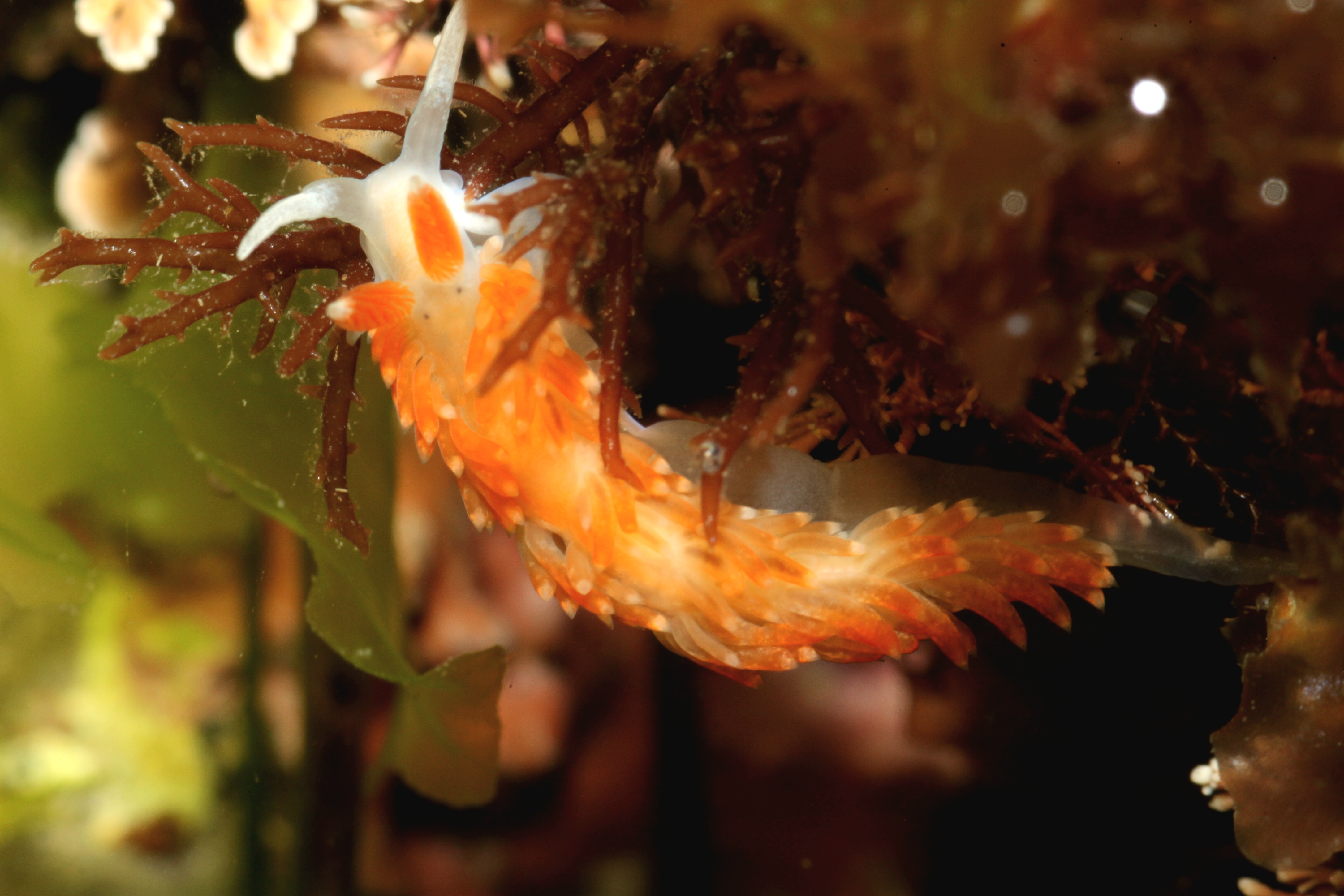 Olive's Aeolid (Anteaeolidiella oliviae)