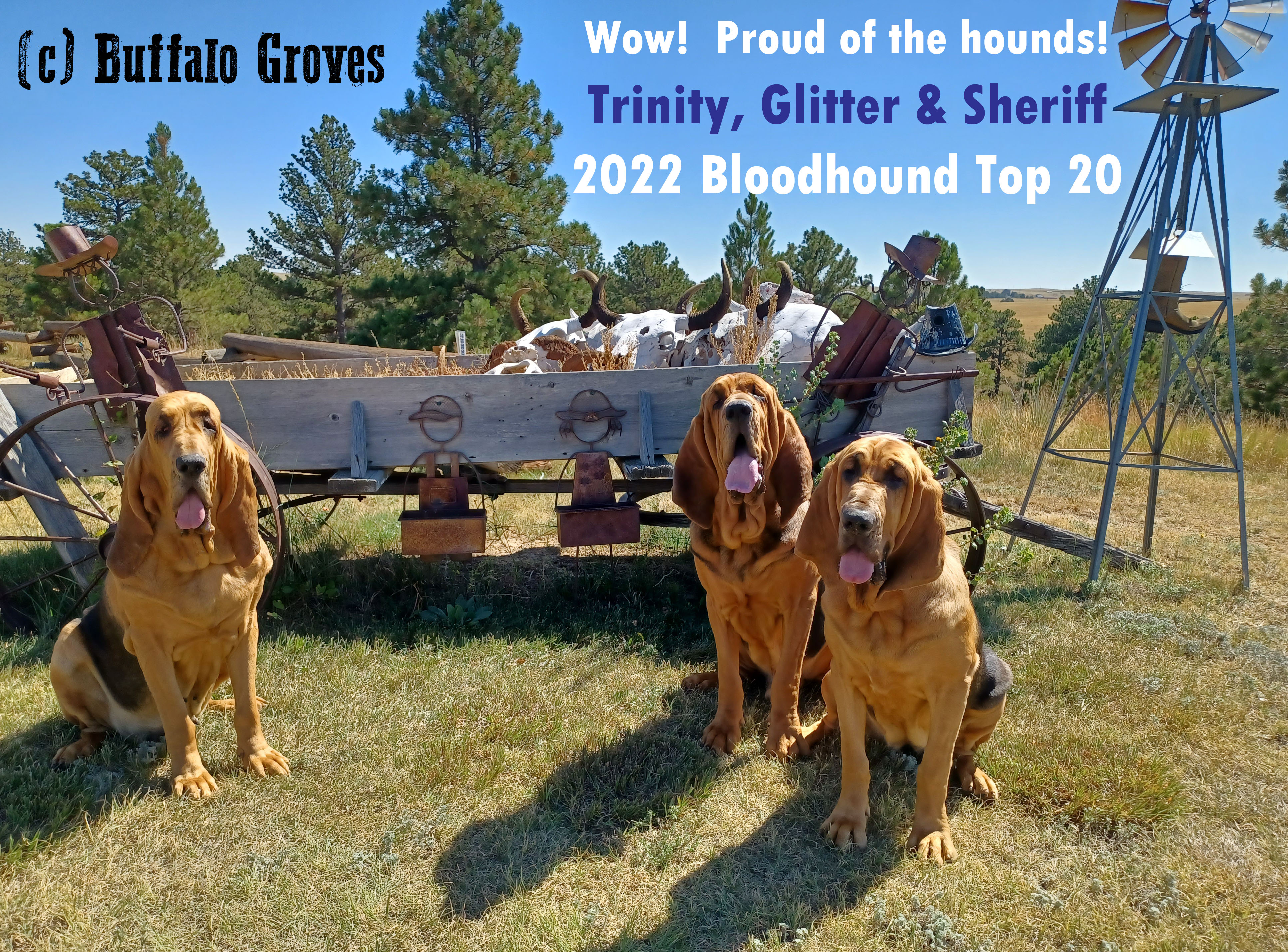 Bloodhounds in the AKC Hound Group