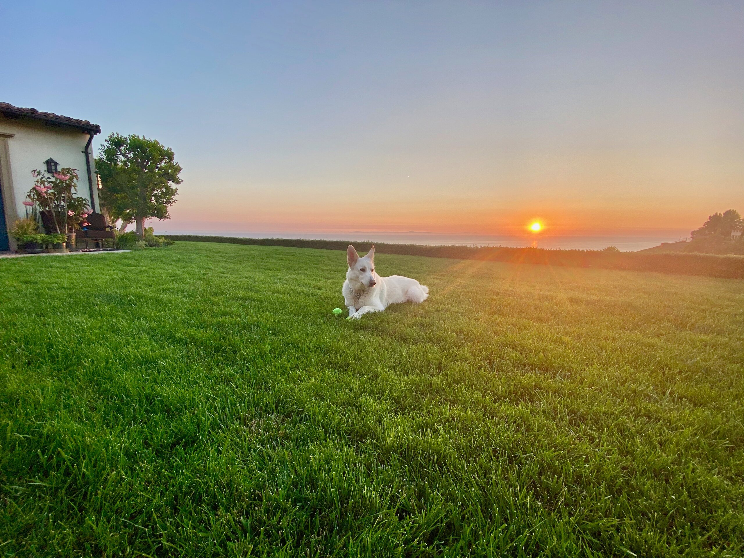 White dog lying on green lawn during sunset with distant ocean view and a house on the left.