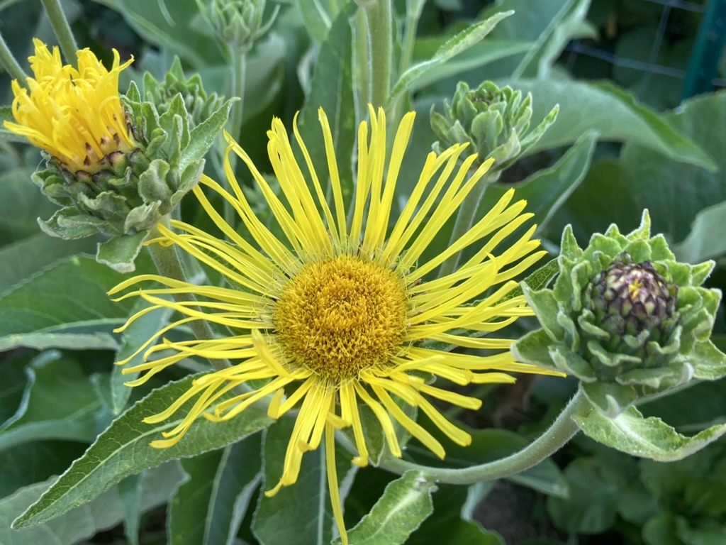 Elecampane (Inula helenium)