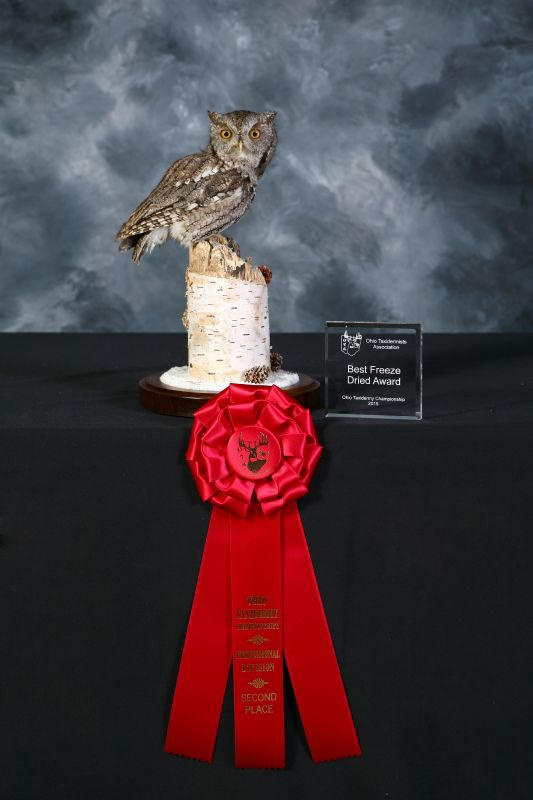 screech owl award winner bird taxidermy
