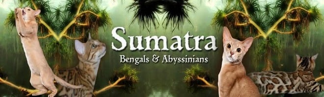 Sumatra Cattery
