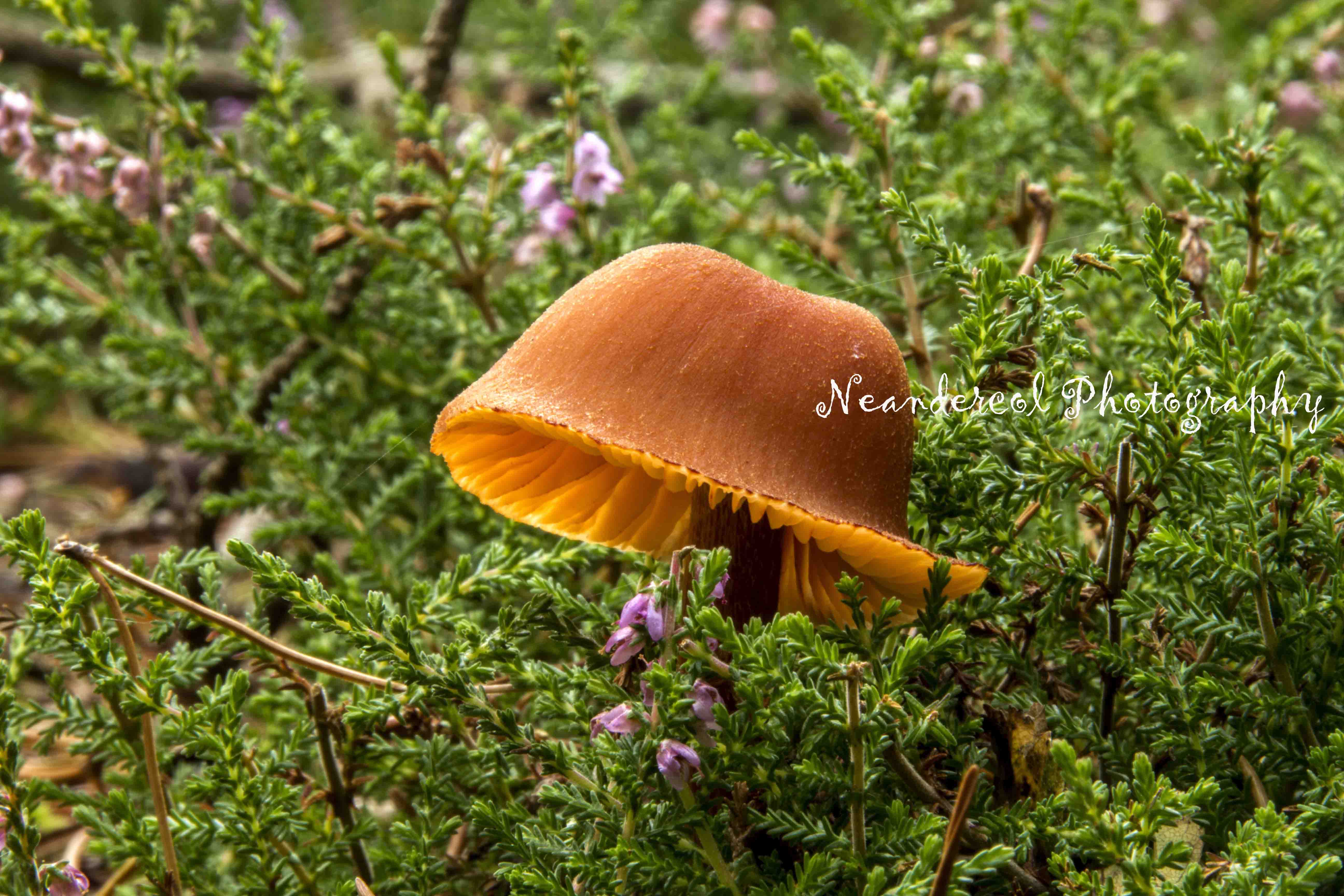 Fungus, England