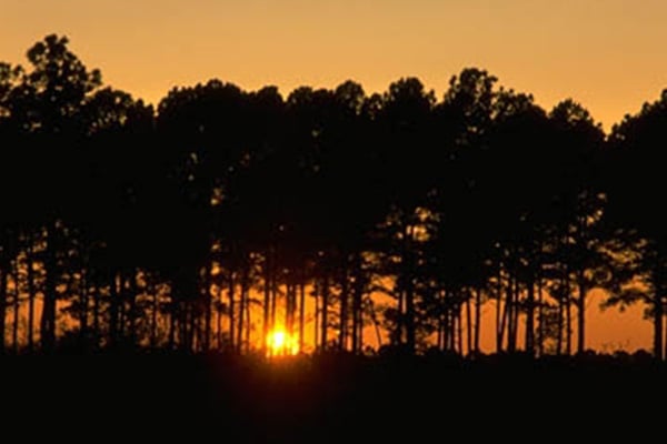 Pine trees at sunset