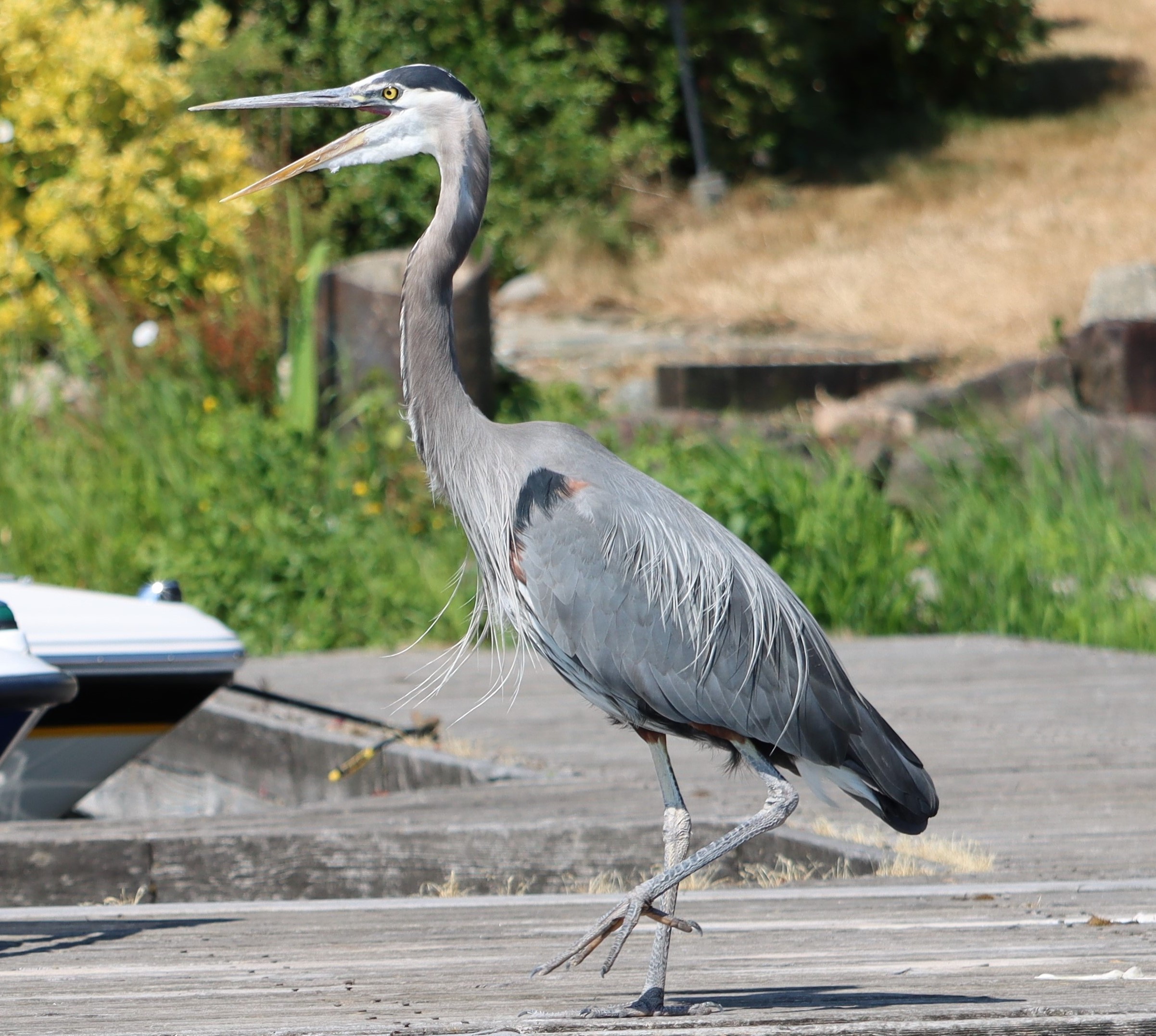 Chatty Heron