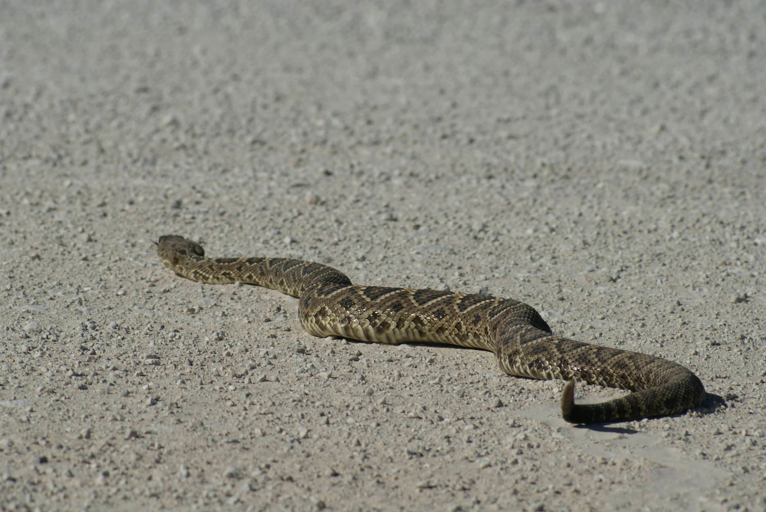 https://0201.nccdn.net/1_2/000/000/197/94c/snake-diamondback-rattler--4-.jpg