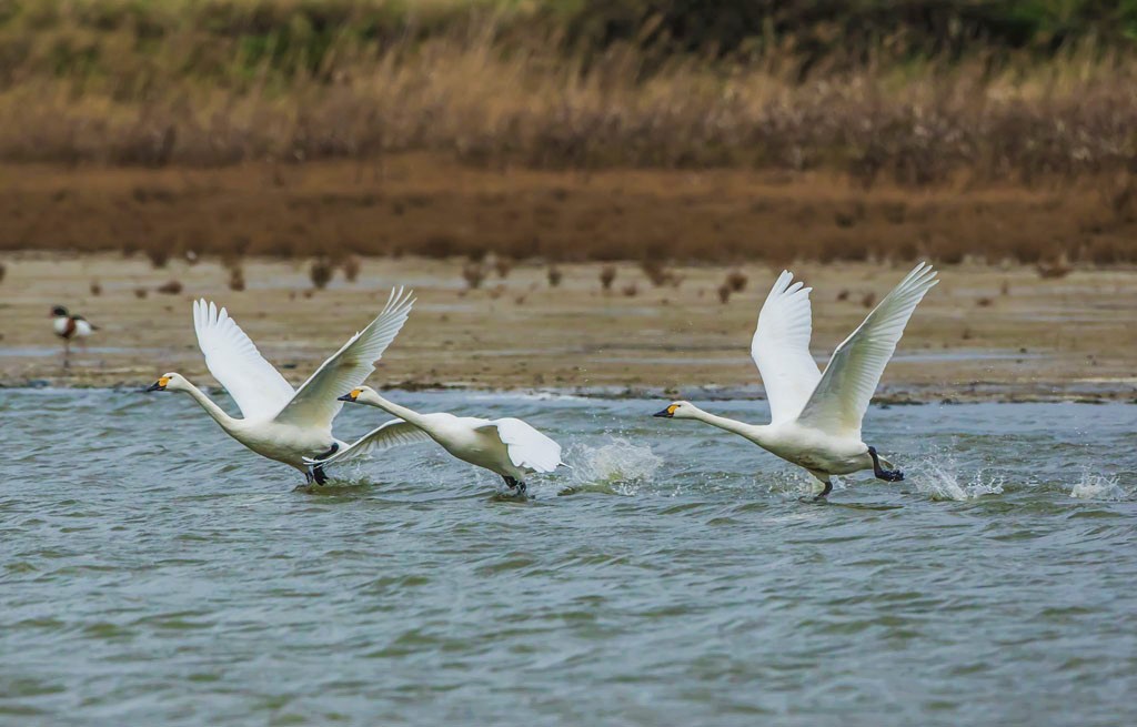 Bewick's Swans