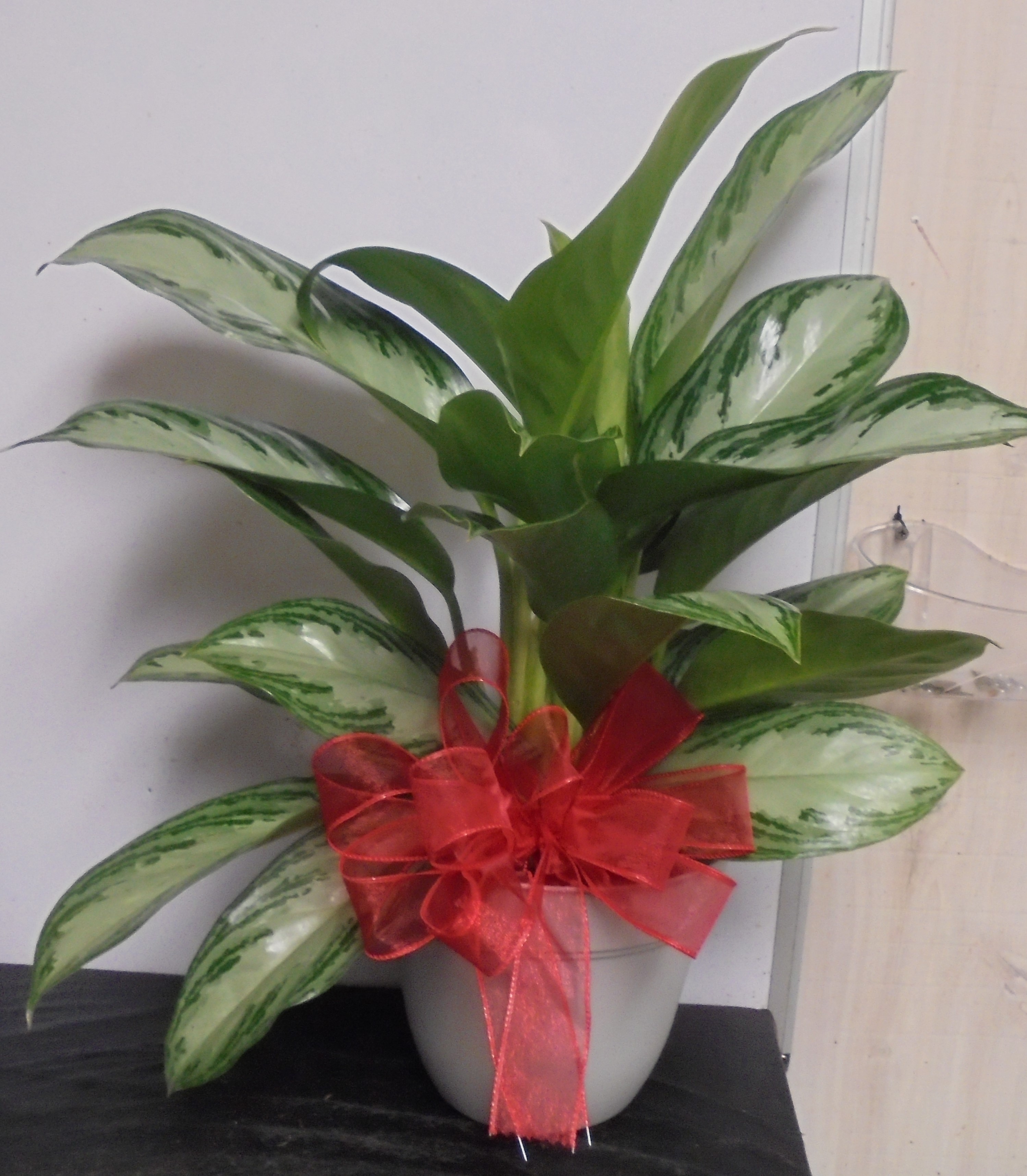 (18)  Chinese Evergreen Plant
$50.00