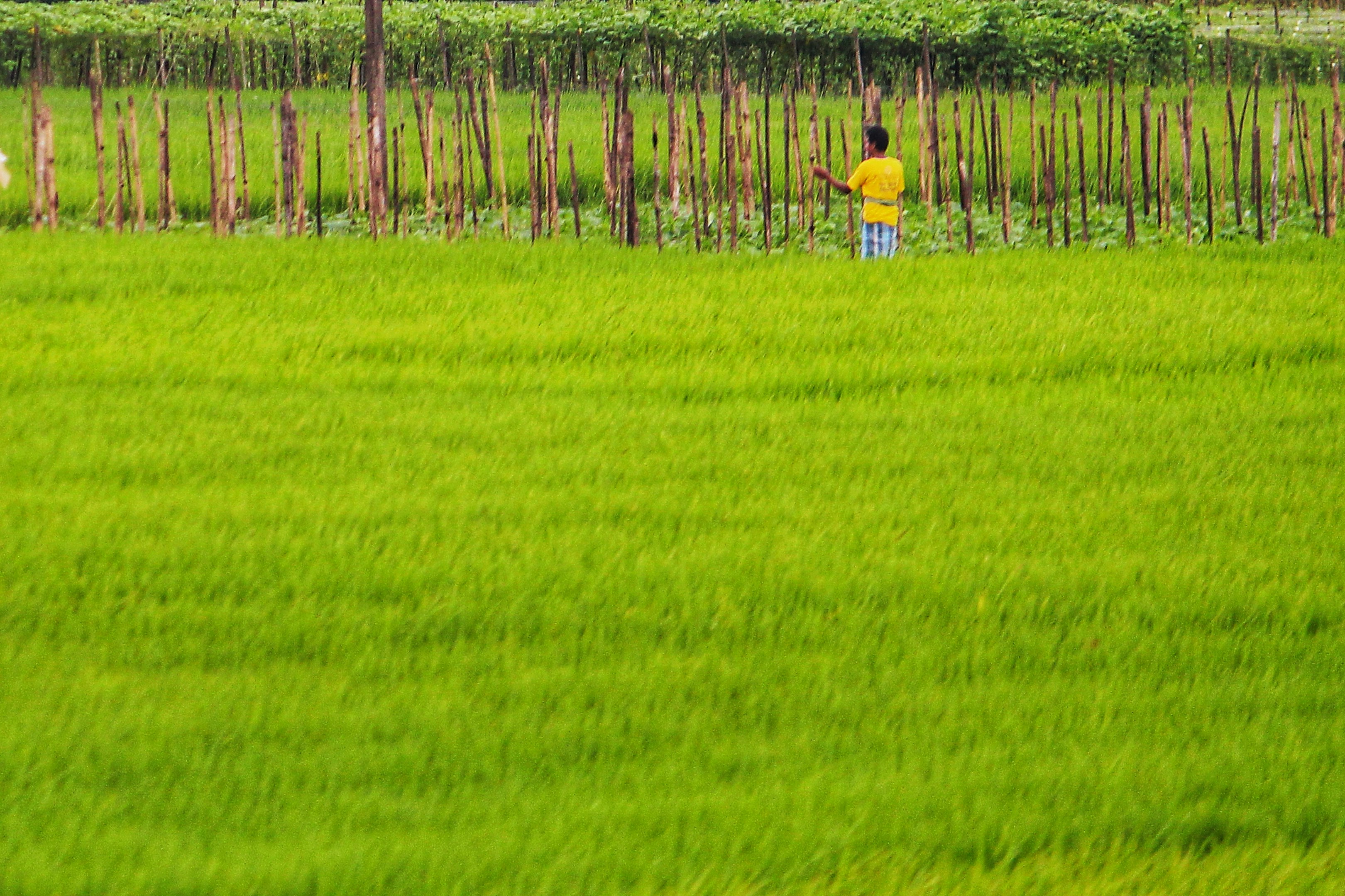 una persona de pie en un campo de césped verde