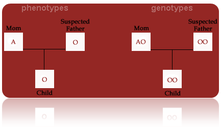 Phenotypes vs Genotypes and Type O's!