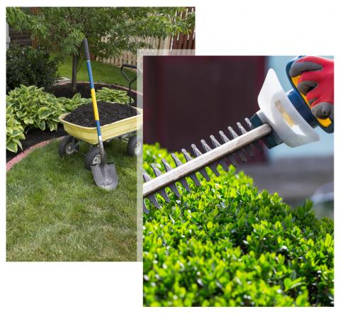 Mulching Around the Bushes and Cutting a Hedge with Electrical Hedge Trimmer